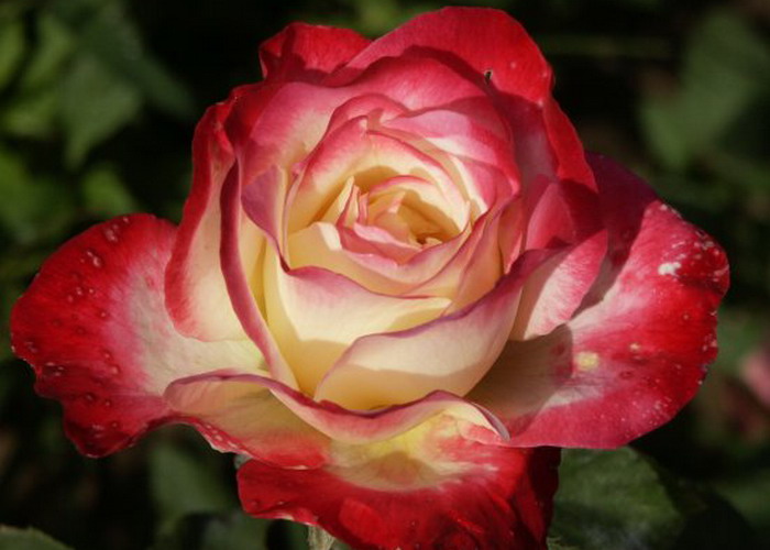Magastörzsű rózsa / Double Delight